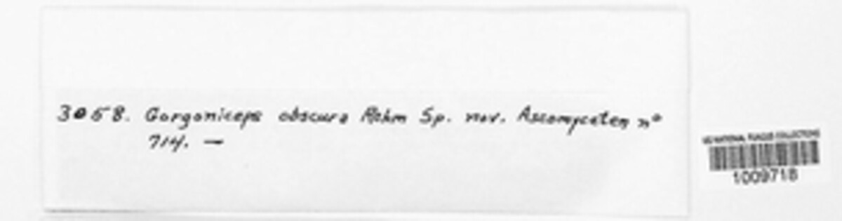Mollisia obscura image